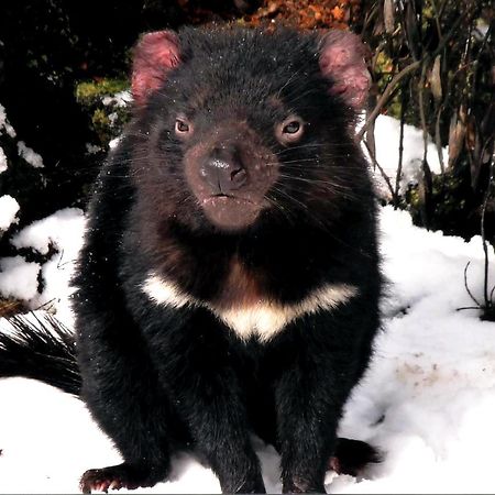 Wombat Cabin Βίλα Moina Εξωτερικό φωτογραφία