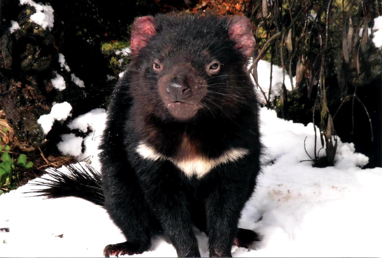 Wombat Cabin Βίλα Moina Εξωτερικό φωτογραφία