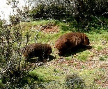 Wombat Cabin Βίλα Moina Εξωτερικό φωτογραφία