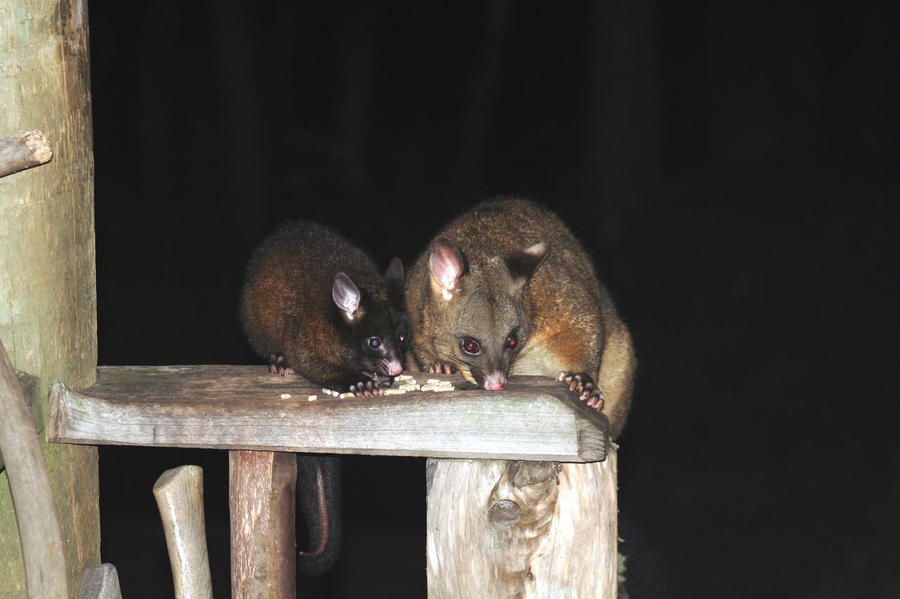 Wombat Cabin Βίλα Moina Εξωτερικό φωτογραφία