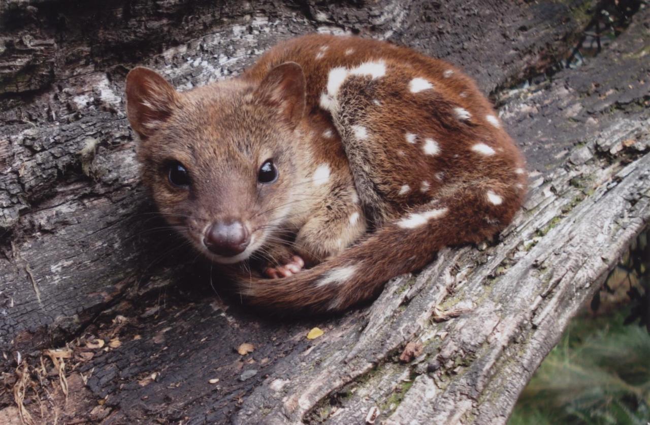 Wombat Cabin Βίλα Moina Εξωτερικό φωτογραφία