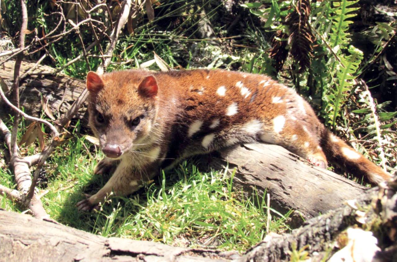 Wombat Cabin Βίλα Moina Εξωτερικό φωτογραφία