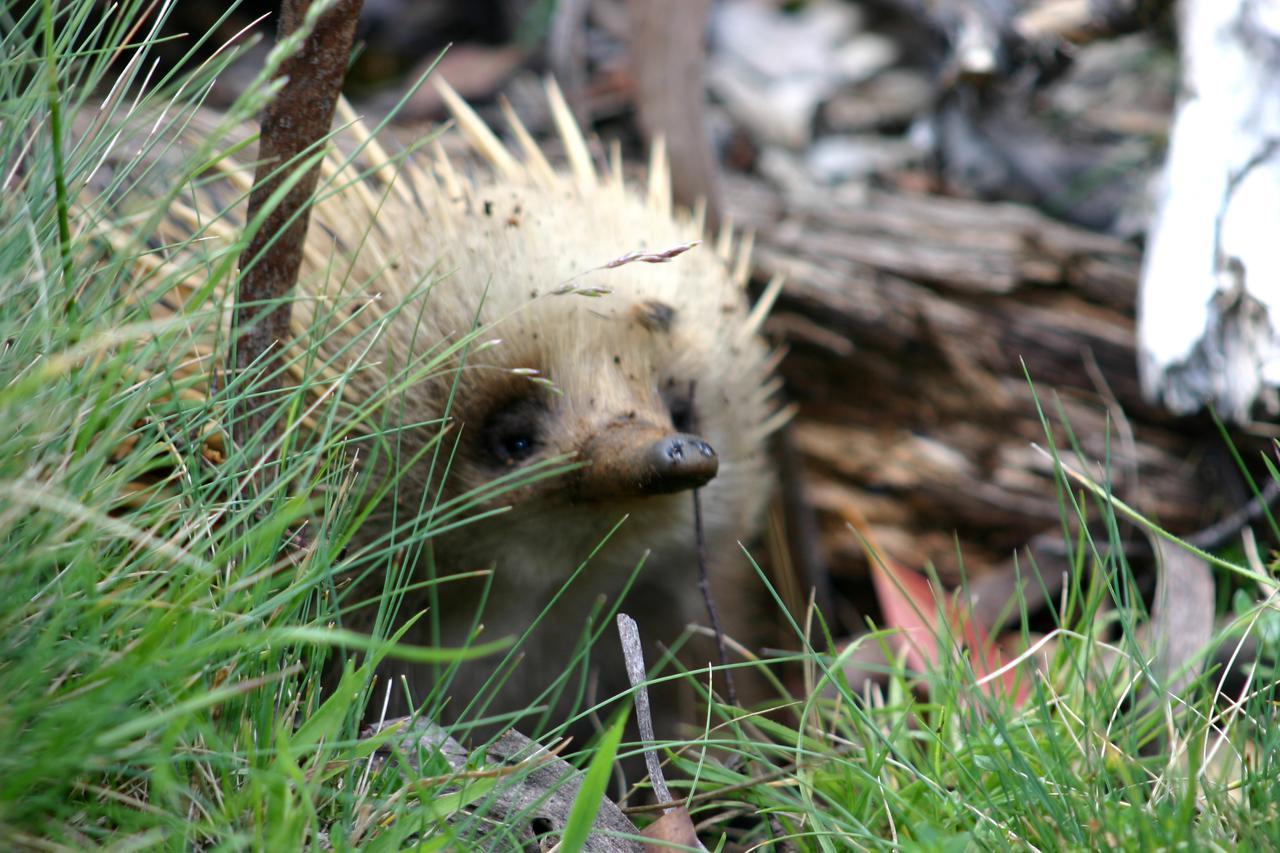 Wombat Cabin Βίλα Moina Εξωτερικό φωτογραφία