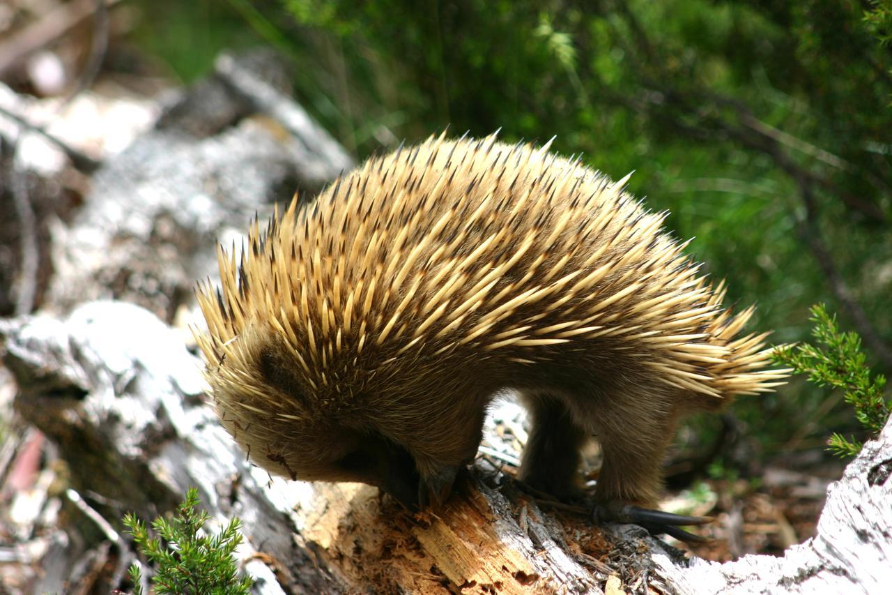 Wombat Cabin Βίλα Moina Εξωτερικό φωτογραφία
