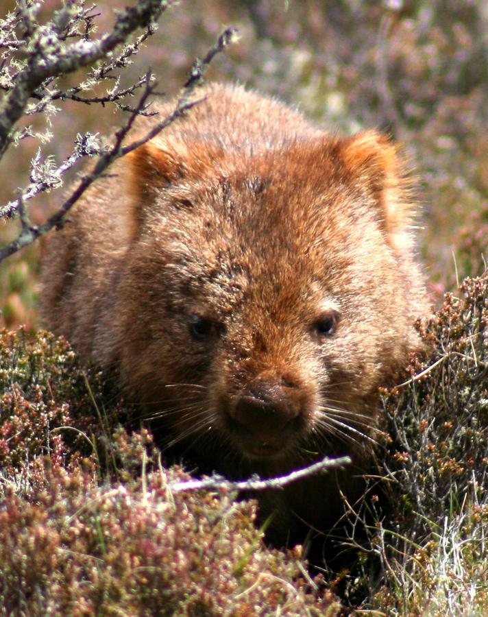 Wombat Cabin Βίλα Moina Εξωτερικό φωτογραφία